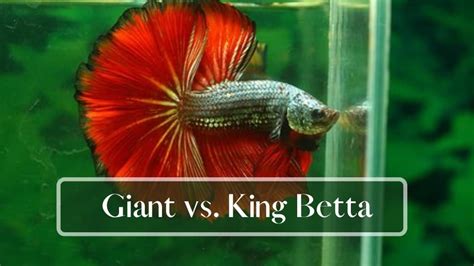 giant betta vs king betta